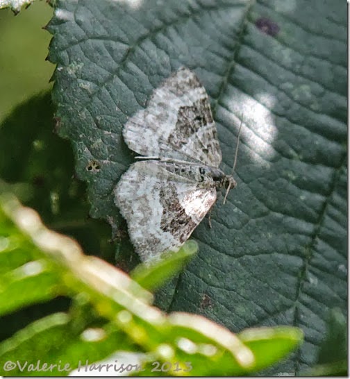 4-common-carpet