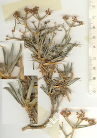 Lámina del herbario LAURENTII MINOUX HERBARIUM HISPANICUM. Bupleurum spinosum GOUAN. Fuente: Dr. Laurent Minoux, http://www.minouxia.fr/minouxia-herbar-hisp.htm
