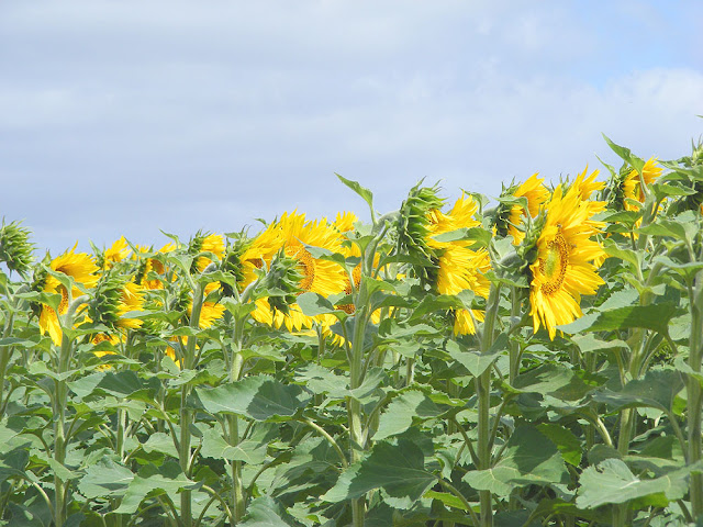 Sunflower crop. Indre et Loire. France. Photo by Loire Valley Time Travel.