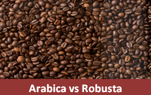 Perbedaan Kopi Arabica Dan Robusta Yang Belum Anda Ketahui