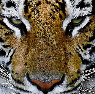 Eye of the tiger 1