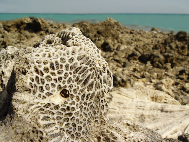 corals Hurghada Red sea