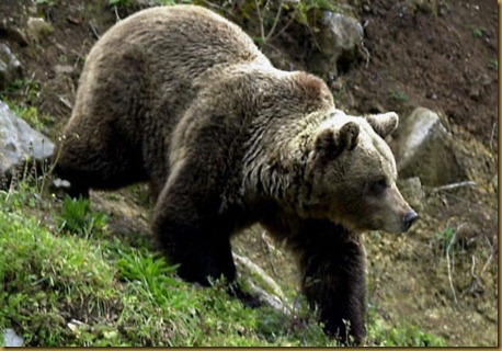 oso pardo