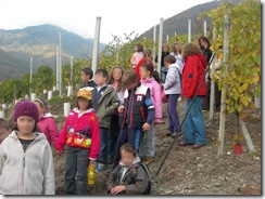 vigna1