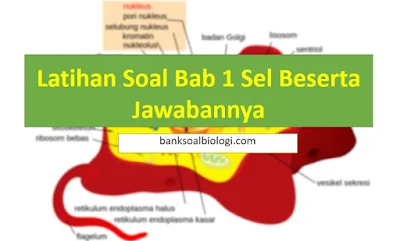 Soal Latihan Bab 1 Sel Beserta Jawabannya