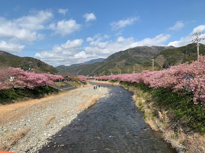 豊泉橋から見た河津桜