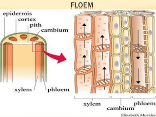 FLOEM