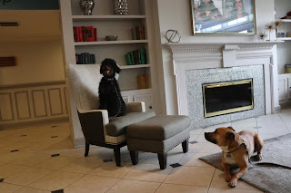 Dogs in Kensington Hotel lobby | hotel suites near Ann Arbor
