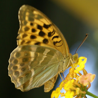 Argynnis paphia - Tabac d'Espagne