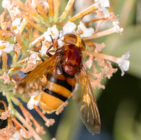 Hoverfly, Volucella zonaria, in my garden in Hayes.  29 August 2015.