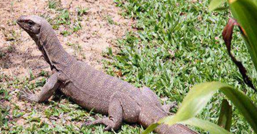 Erek Erek Biawak 2d 3d 4d Menurut Buku Mimpi Erek Erek