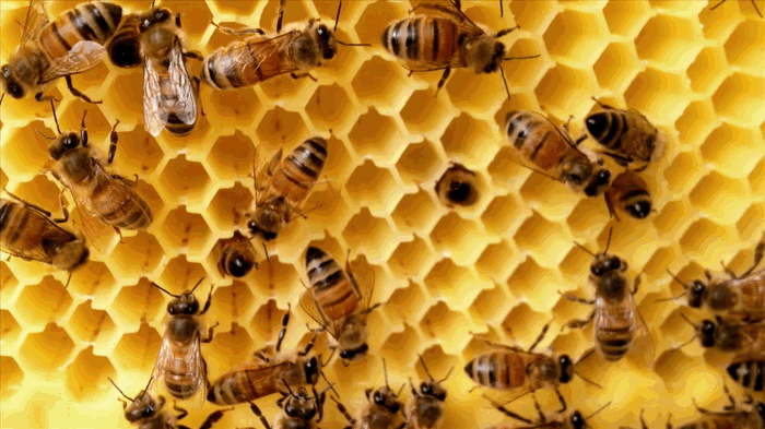 Bees on Frame