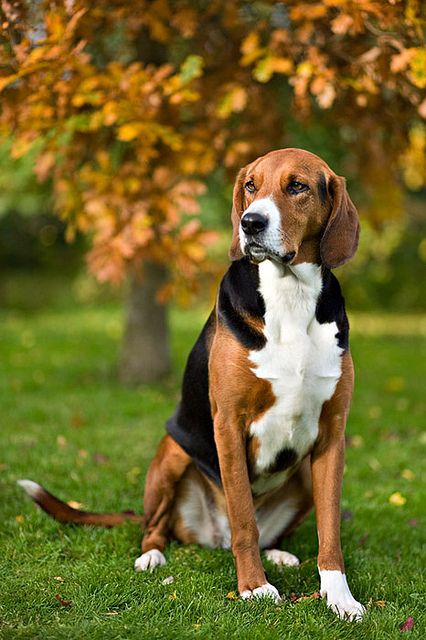 The 15 Dog Breeds With the Best Sense of Smell