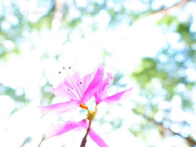 Rhododendron dilatatum