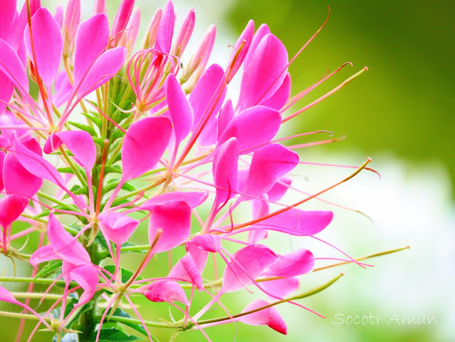 Cleome hassleriana