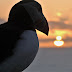 Fair Isle Puffins concerned by the noticeable decline of the Human
Species.