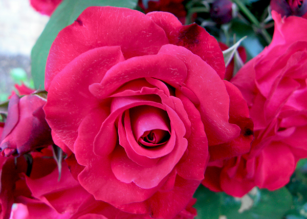 bright red rose with classic whorl