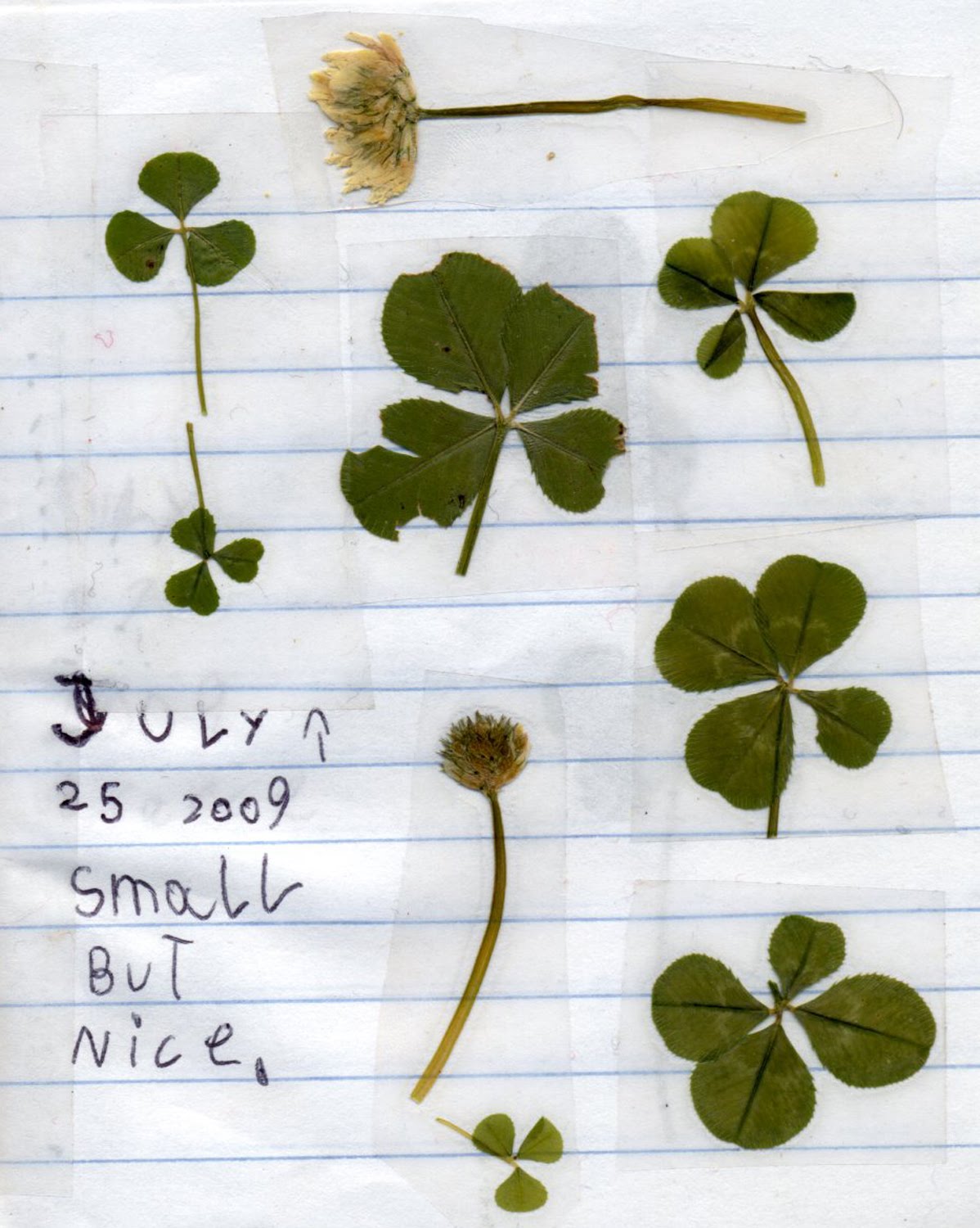 How To Find A Four Leaf Clover