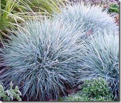 Blue Fescue