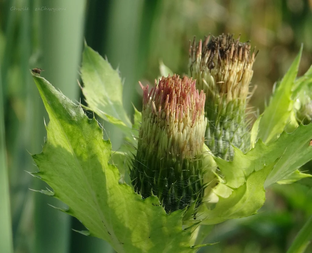 Ostrożeń warzywny Cirsium oleraceum, czarcie żebro opis zdjęcia