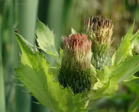 Ostrożeń warzywny Cirsium oleraceum, czarcie żebro opis zdjęcia