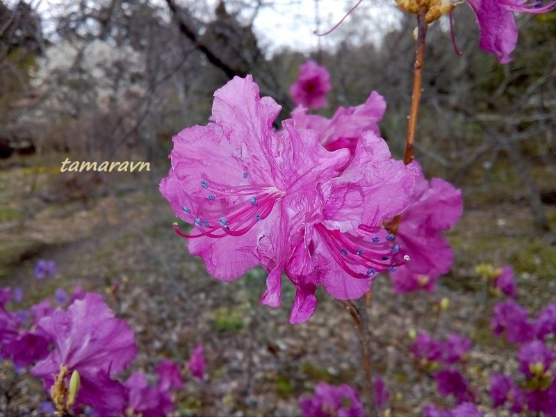 Рододендрон остроконечный (Rhododendron mucronulatum)