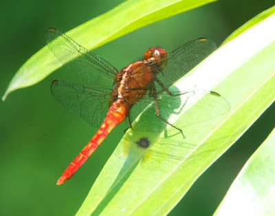 Rhodothemis rufa 