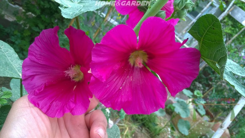 Most of gardeners grow hollyhocks for their ornamental value. While their stunning stalks and flowers have made them favorites of many generations of gardeners, it is their medicinal value that most appealed to the earliest growers.
