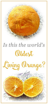 orange best before date pinterst image