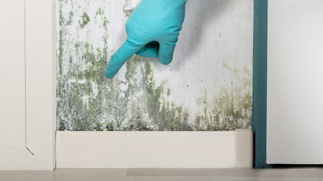 Mold on Walls