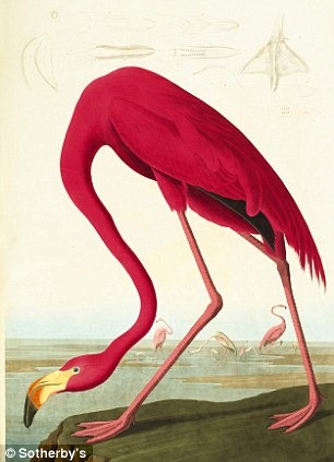 birds-of-america (9)