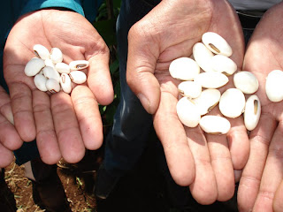 jack bean seeds