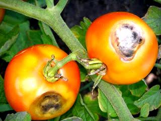 2. Add mulch around the tomato plants.