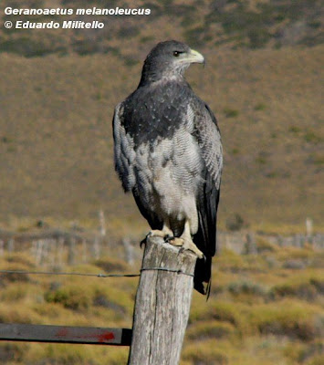 Águila mora Geranoaetus melanoleucus