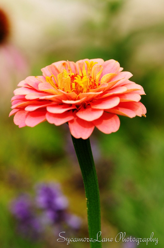 zinnia