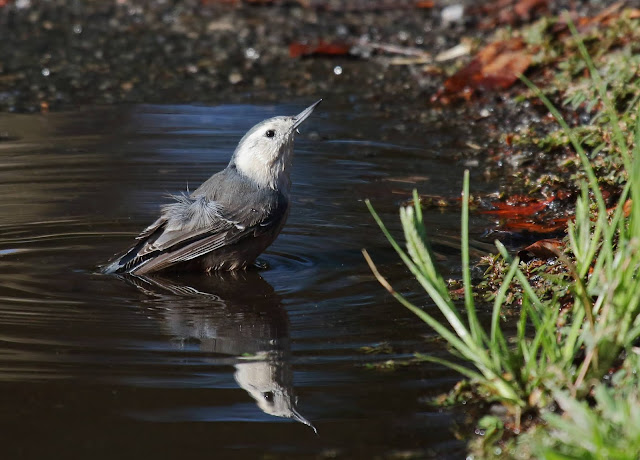 White-breasted Nuthatch