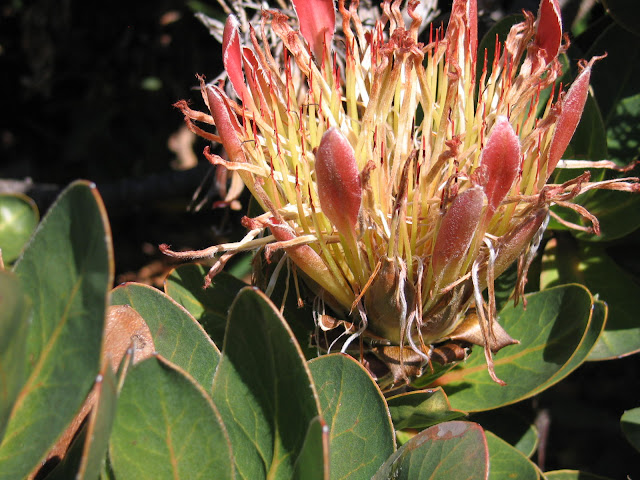 Protea at Kirstenbosch Botanical Garden