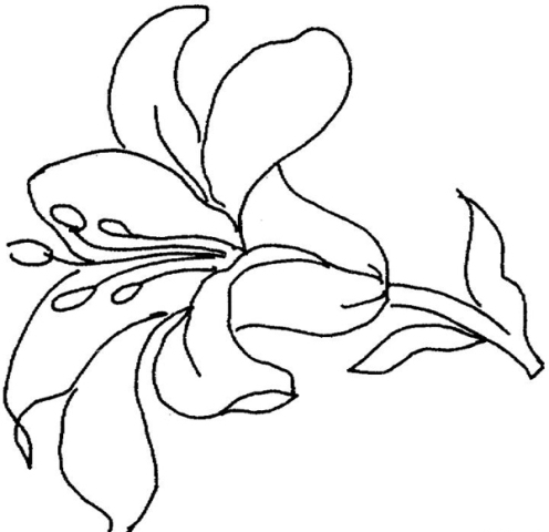 Pictures Of Flowers Hand Drawn