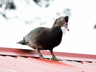 Muscovy Duck on roof in Puriscal