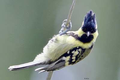 Indian Yellow Tit