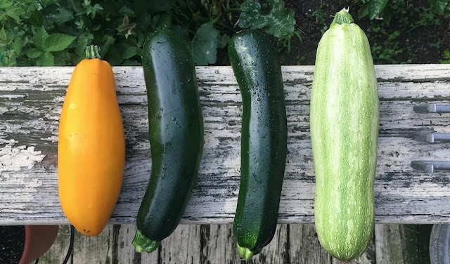 Vegetables- in -garden