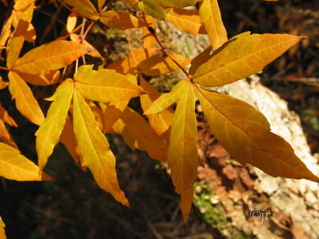 Клён трёхцветковый (Acer triflorum)