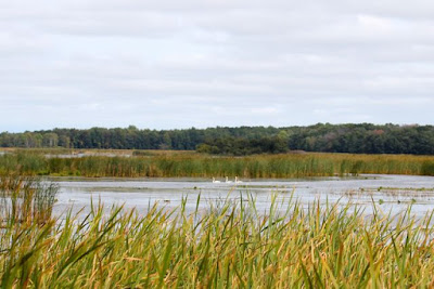 trumpeter swans on Carlos Avery WMA pool