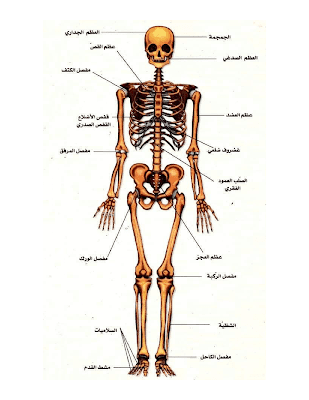 بحث حول  الهيكل العظمي لدى الانسان