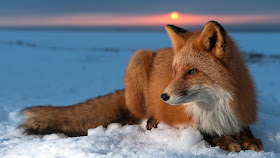 Fox in Winter 3