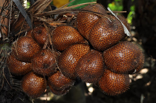 35 Manfaat Buah Salak dan Efek Sampingnya Lengkap