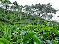 kebun teh nglinggo