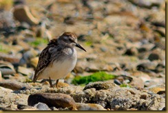 Least Sandpiper D7K_3070 August 13, 2011 NIKON D7000 Least Sandpiper D7K_3070 August 13, 2011 NIKON D7000