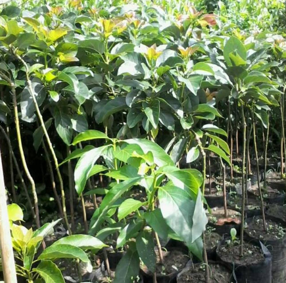 jual bibit alpukat cepat berbuah markus hasil ukulasi kualitas unggul banyak diburu pecinta tanaman Jawa Barat