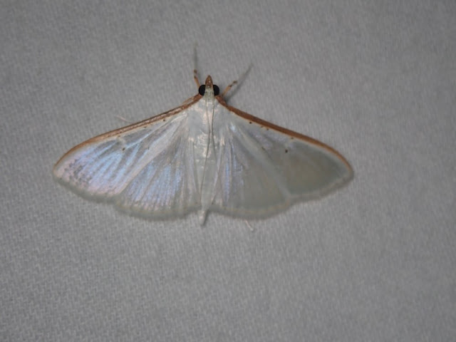 Palpita vitrealis